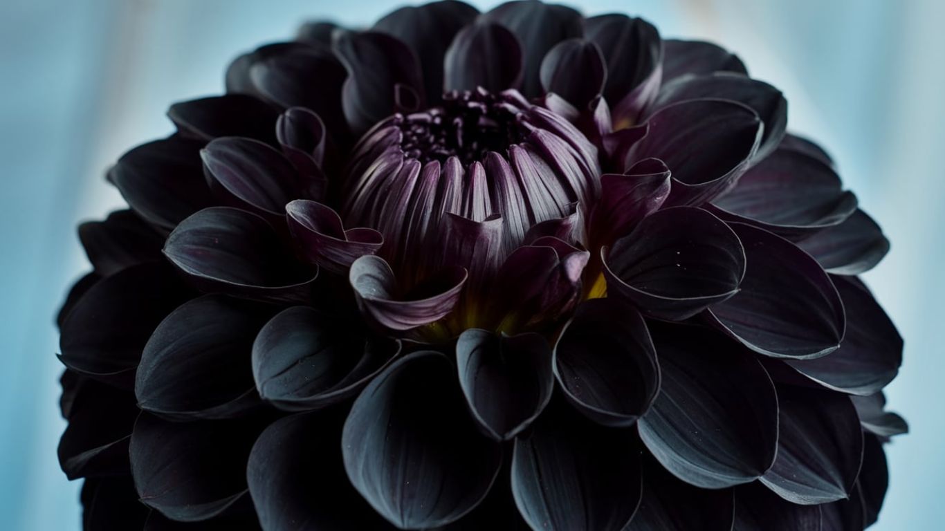 Symbolism and Meaning of the Black Dahlia